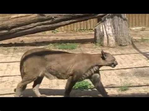 Pumas playing, Safari Park, Madrid   YouTube