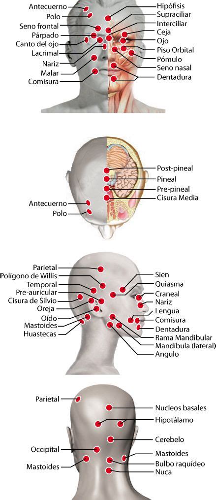 Puntos: cabeza | Acupuntura para adelgazar, Reflexología y ...