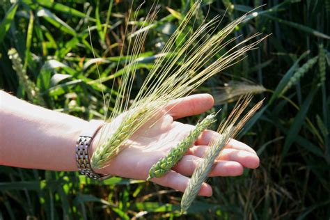 Puzzled by spikes? Is it Barley, Wheat, Rye?! — Steemit