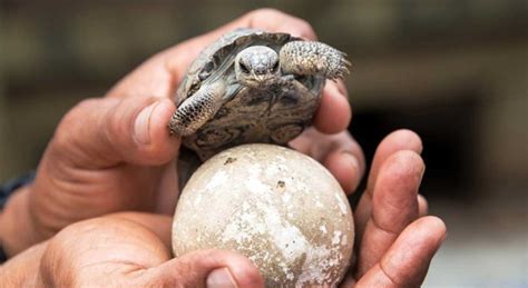 PV.: Por primera vez en 100 años nacen tortugas bebés en las Galápagos
