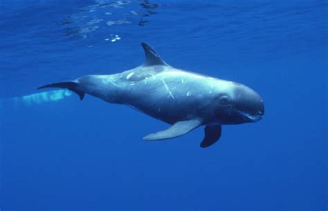 Pygmy Killer Whale photos