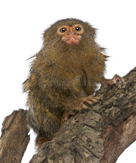 Pygmy Marmoset or Dwarf Monkey, Cebuella Pygmaea Stock Image   Image of ...