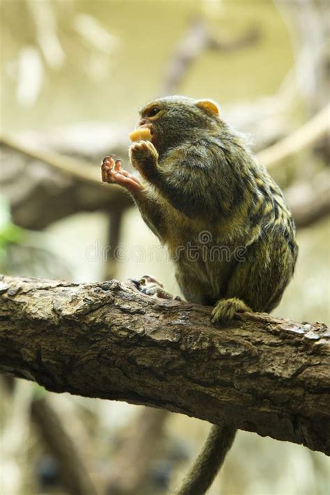 Pygmy Marmoset Or Dwarf Monkey, Cebuella Pygmaea Stock Image   Image of ...