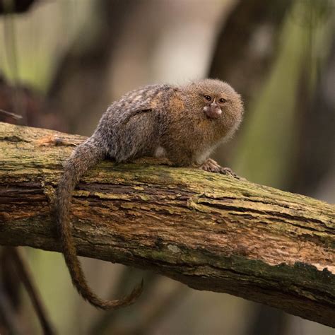 Pygmy Marmoset   Ouistiti Pygmée |  Cebuella pygmaea  B28I50… | Flickr