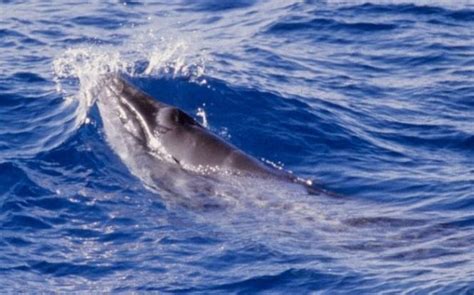 Pygmy Right Whale –  OCEAN TREASURES  Memorial Library