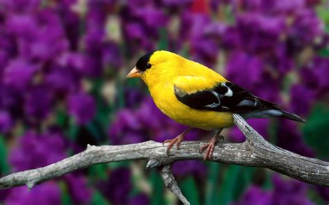 Qoltuq Yaramaz: Hermoso Pajarito Amarillo en una Rama Aves Exóticas