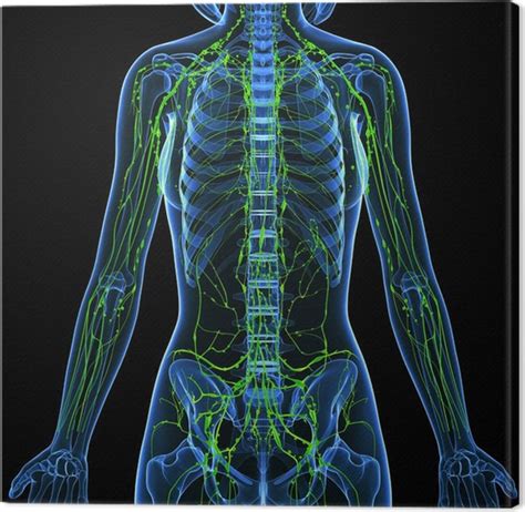 Quadro su Tela 3d anatomia del sistema linfatico femminile ...