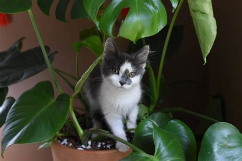 Quais plantas são tóxicas para gatos? | HM Jardins ...