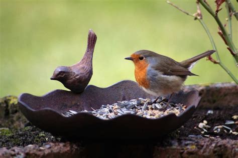 Qué alimentar a las aves: todos los alimentos y qué cambia según las ...