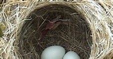 ¿Qué animales construyen nidos? | Universo Animal