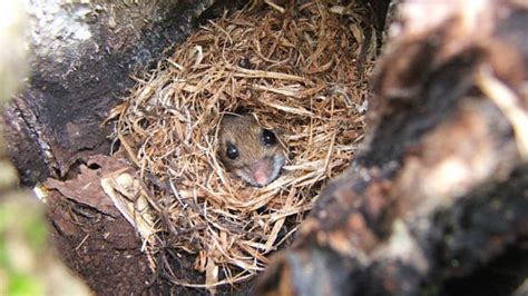 ¿Qué animales hacen nidos? Tipos y materiales empleados