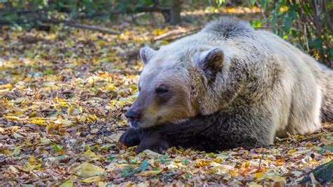 que animales hibernan ejemplos