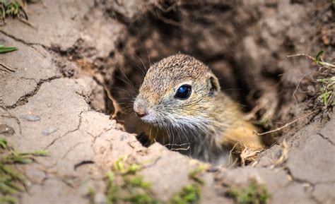 que animales hibernan ejemplos