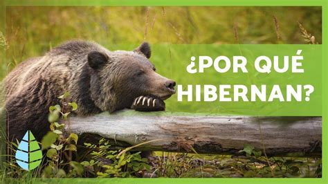 que animales hibernan ejemplos