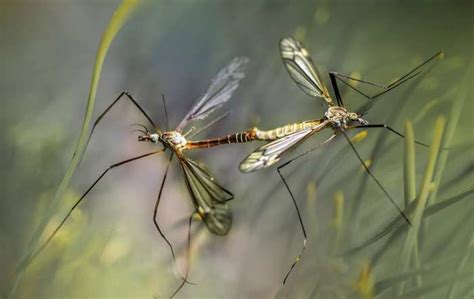 ¿Qué Animales se Comen a los Mosquitos? | Kliner Panamá