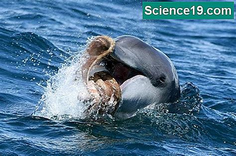 ¿Qué animales son la presa de los delfines?  Portal ...
