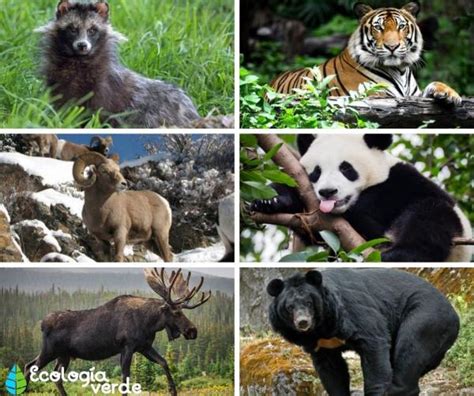 Qué ANIMALES viven en el BOSQUE TEMPLADO   Lista y FOTOS