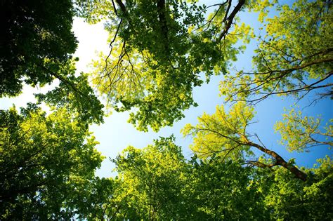 ¿Qué árboles producen más oxígeno, los de hoja ancha o los ...