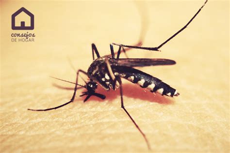 ¿Qué atrae a los mosquitos? 7 cosas que debes eliminar de tu vida ...