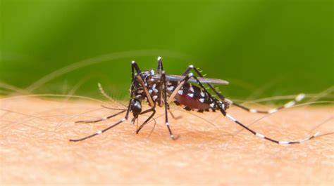 ¿Qué atrae a los mosquitos? Razones por las que pican sólo a algunos