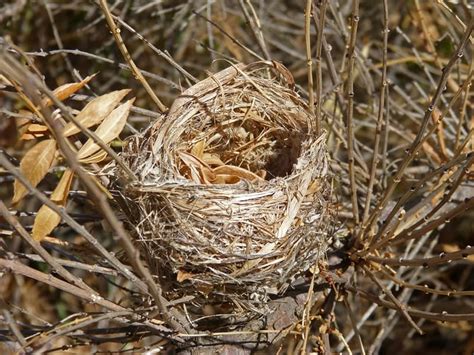 ¿Qué ave fabrica el nido colgante... | Las Preguntas Trivia