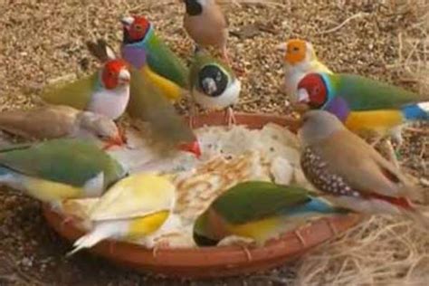 Qué clase de alimento para aves comen los cardenales?   Lifehacks de ...