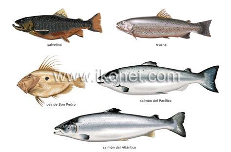 Qué clase de peces pertenecen al orden “Clase Osteichthyes”?