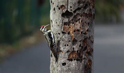 ¿Qué Come El Pájaro Carpintero? 【¿De Que se Alimentan?】