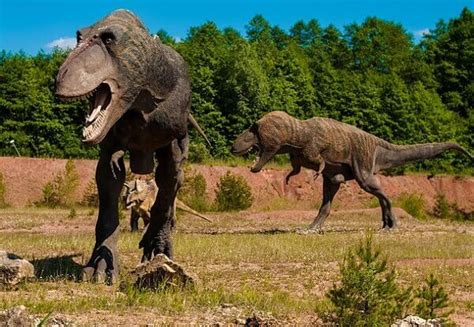 Que Come el Tyrannosaurus Rex? 2022   Donde Vive, Como Nace, Cuanto Vive