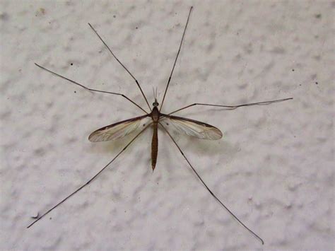 ¿Qué come mosquitos?  21 depredadores revisados