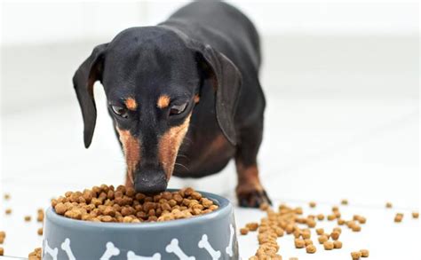 ¿Qué come un perro de tamaño pequeño? | Alimentación para ...