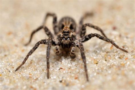 ¿Qué comen las arañas? – Microrespuestas