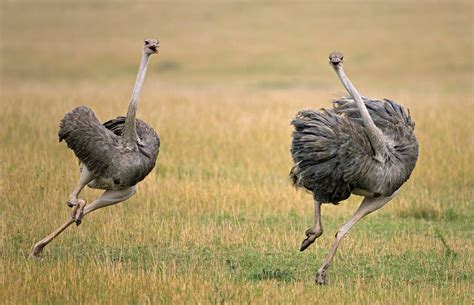¿Qué comen las avestruces?   Cuanto viven los animales