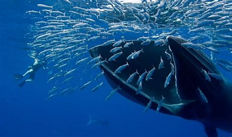 que comen las ballenas azules y como se alimentan sus crias