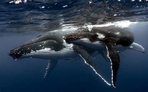 que comen las ballenas azules y como se alimentan sus crias