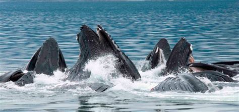 ¿Qué comen las ballenas?  Alimentación de las ballenas