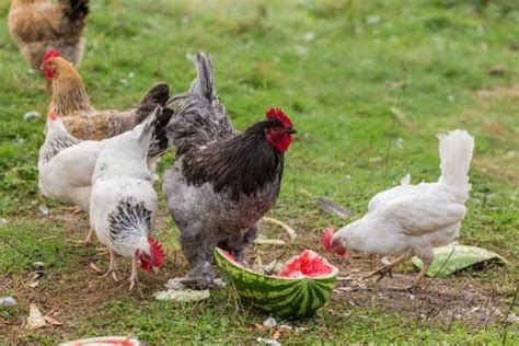 ¿Qué comen las gallinas?   Vida con Mascotas ️