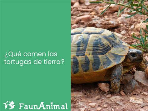 Qué comen las tortugas de tierra?   FaunAnimal Blog