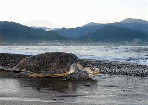 ¿Qué comen las tortugas marinas? ️ Vida con Mascotas ️