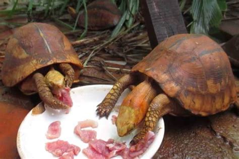 Qué comen las tortugas 【 Alimentación de las de tierra y ...