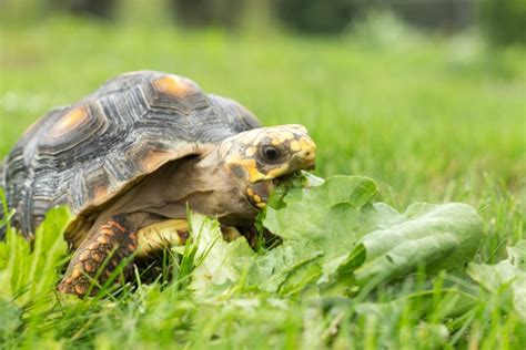 Qué comen las tortugas según su especie | Blog Verdecora