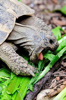 ¿Qué comen las tortugas terrestres? | Infoexóticos