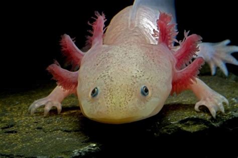 ¿Qué comen los axolotls?   Cuanto viven los animales