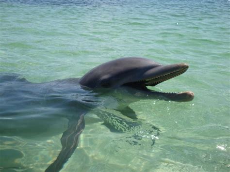 Qué comen los delfines | Descubre de qué se alimentan