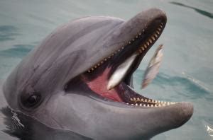 Qué comen los delfines y cómo cazan en libertad | Que Comen