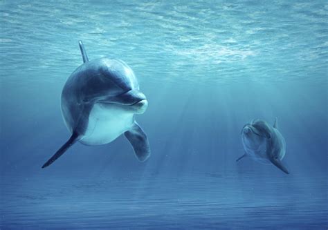 Qué comen los delfines y dónde viven