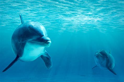 ¿Qué comen los delfines? | Aquarium Costa de Almería