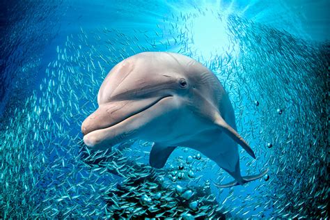 ¿Qué comen los delfines? | Aquarium Costa de Almería