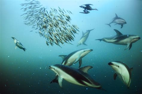 ¿Qué comen los delfines? :: Imágenes y fotos