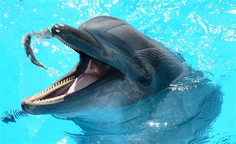 ¿Qué Comen los Delfines? | Zoolity